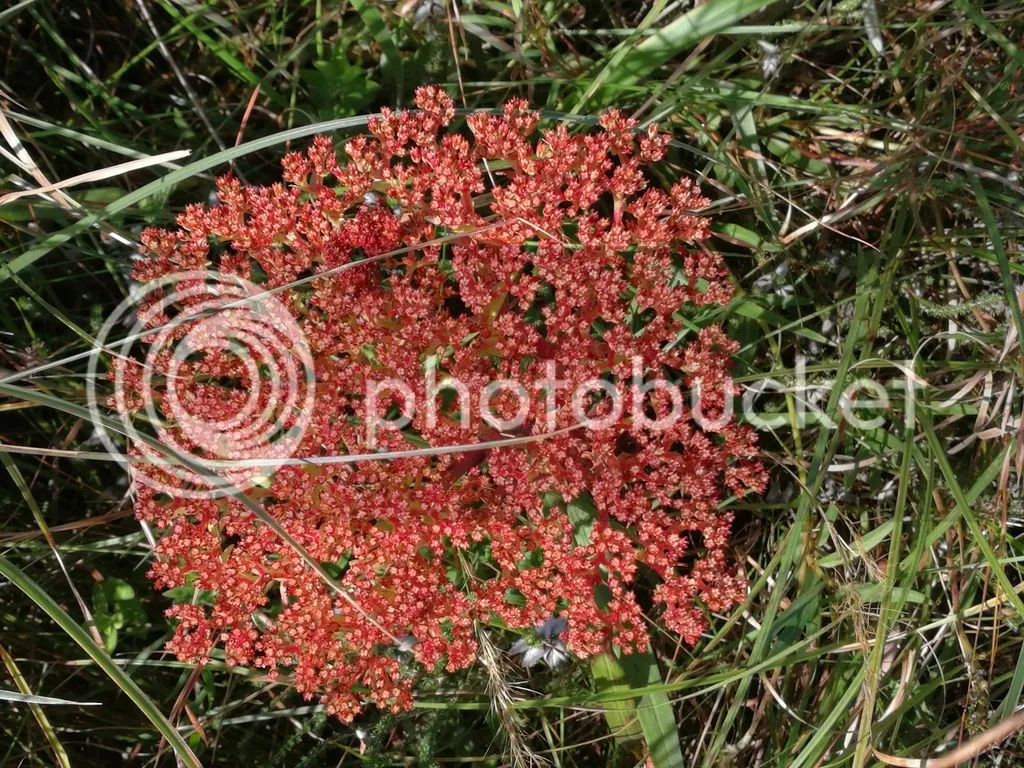 Cool red plant top view