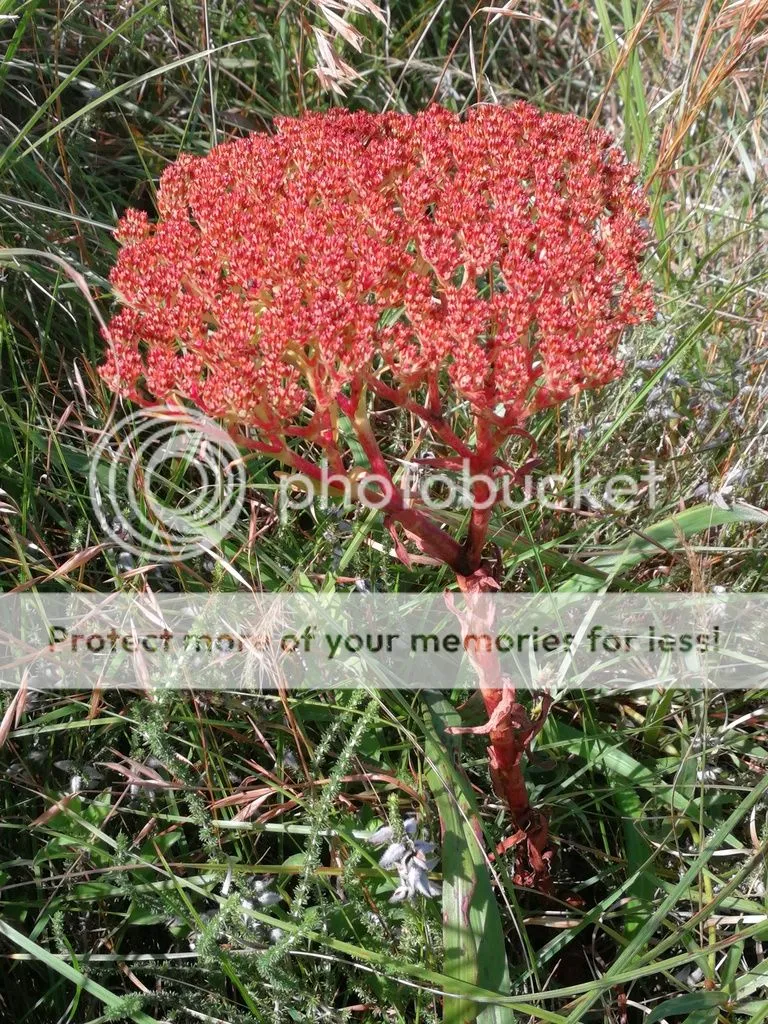 Cool red plant