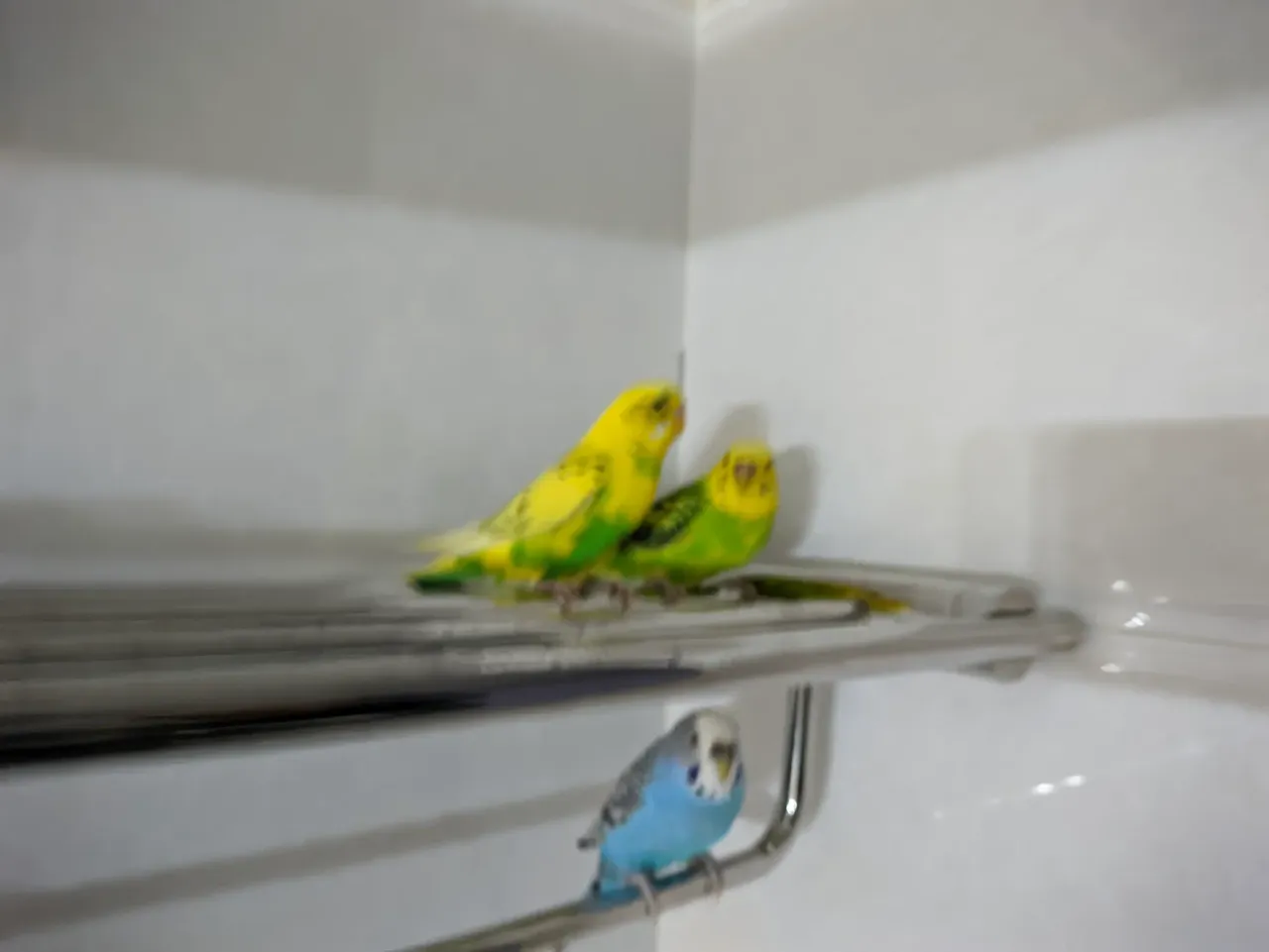 Z6BNhNj0Evjihxnw_1000121573.webp