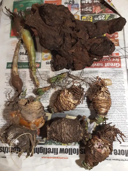 medicinal plants.jpg