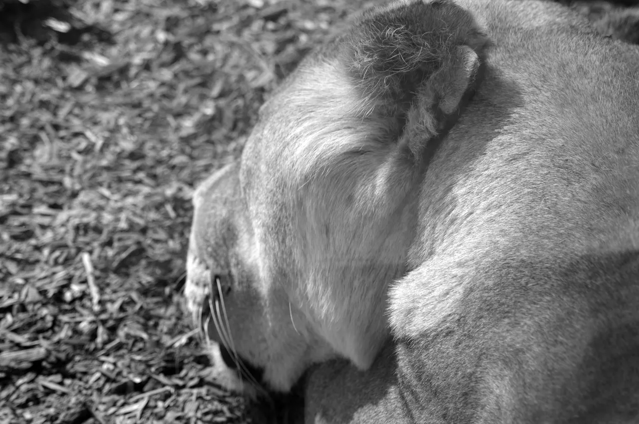 B_DSC2352_bw_small.jpg