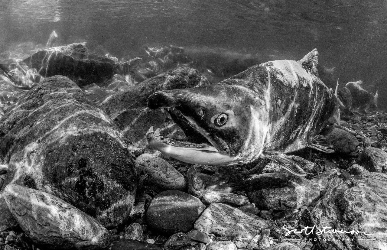 Sockeye Salmon-2.jpg