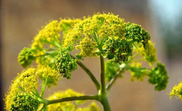 fennel-2252443_640.jpg