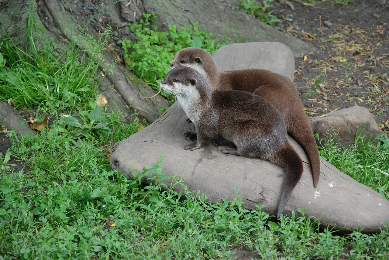 otters-359128_1280.jpg