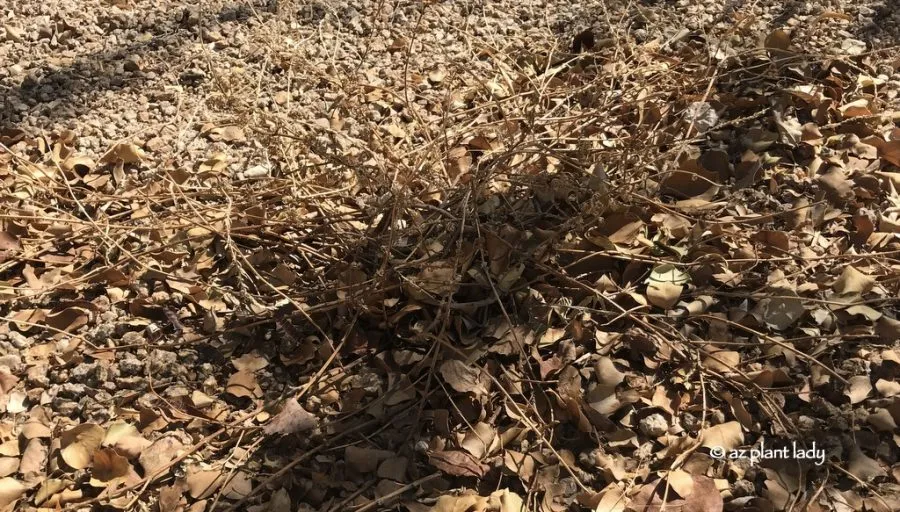 dead_plant-900x512.jpg