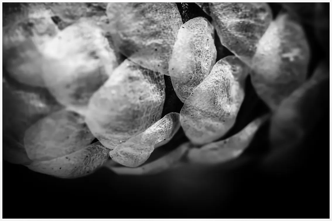 DSC_4212-2-BW-2-ST.png