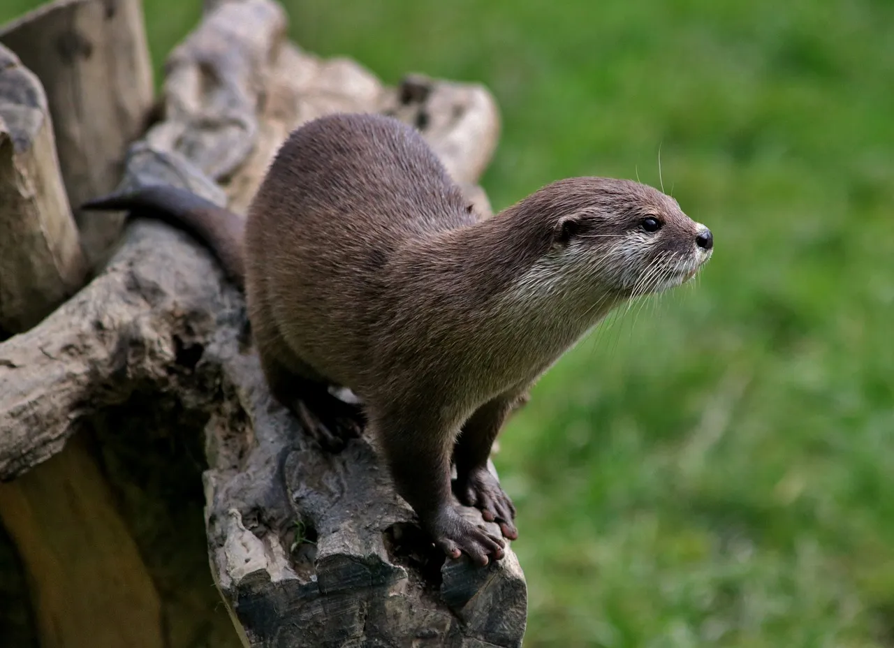 otter-2678776_1280.jpg