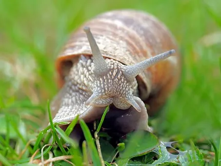 snail-1502214__340.jpg