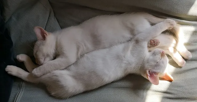 kitten-3574617_640.jpg