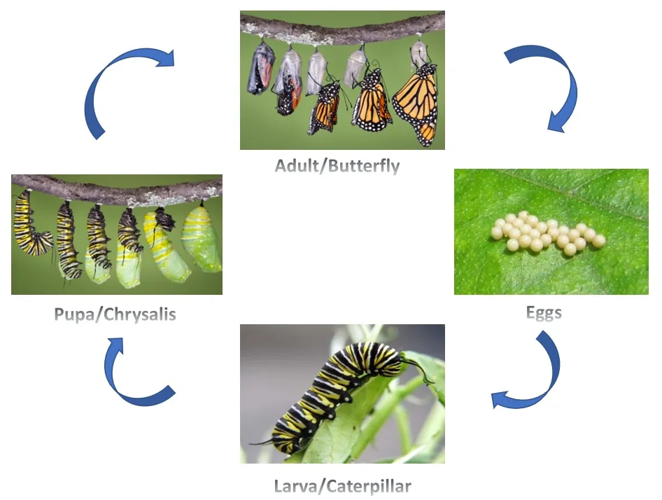 Butterfly stages.jpg
