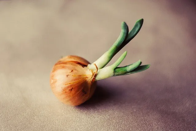 Bibit-Bawang-Merah.jpg