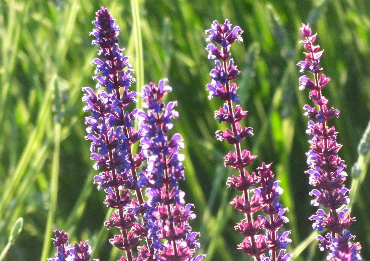 1166-PurpleFlowers.jpg