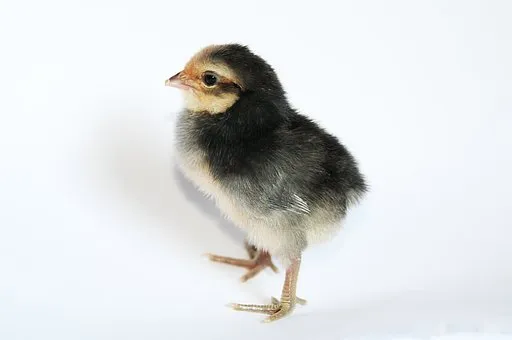 chick-2014051__340.jpg