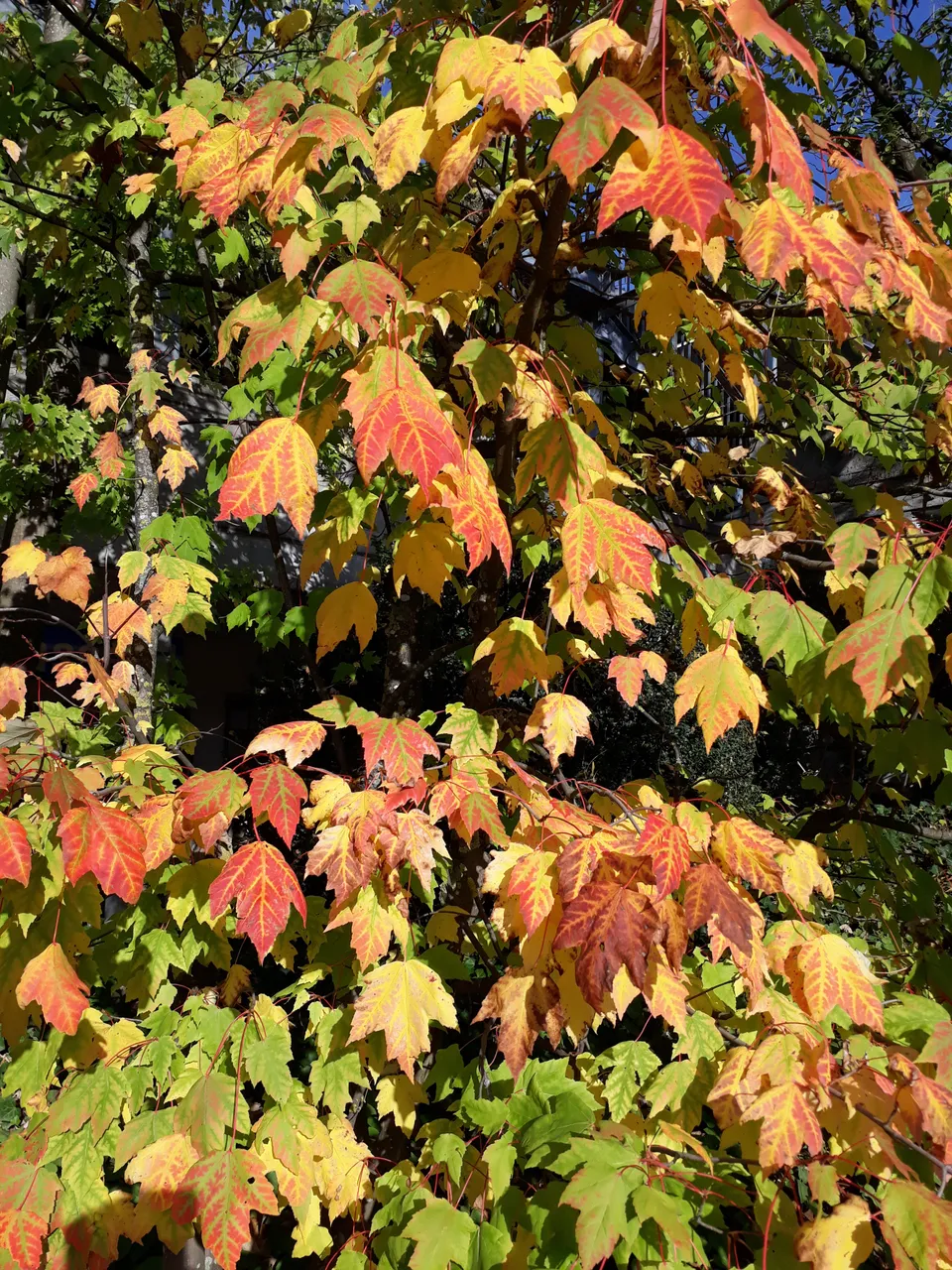 20191025_153509[1].jpg