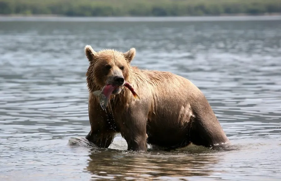 brown-bear-2514853.jpg