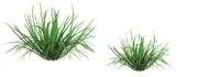 tufts of grass.jpg