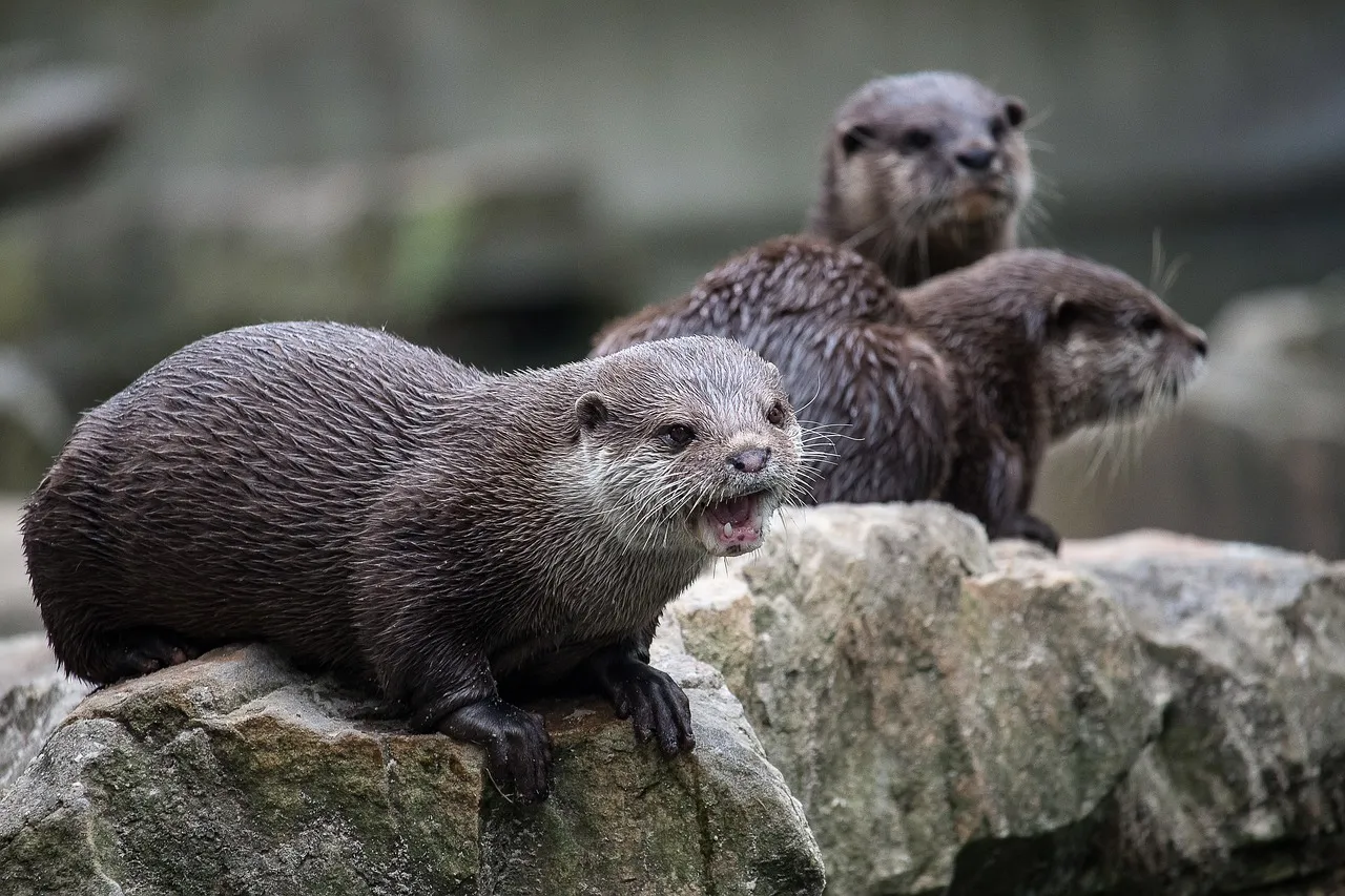 otter-3634152_1280.jpg