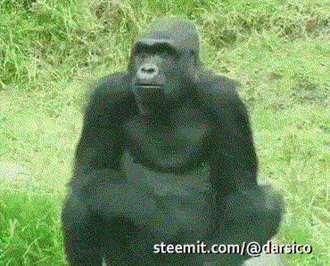 funny-gorilla-hodl.gif