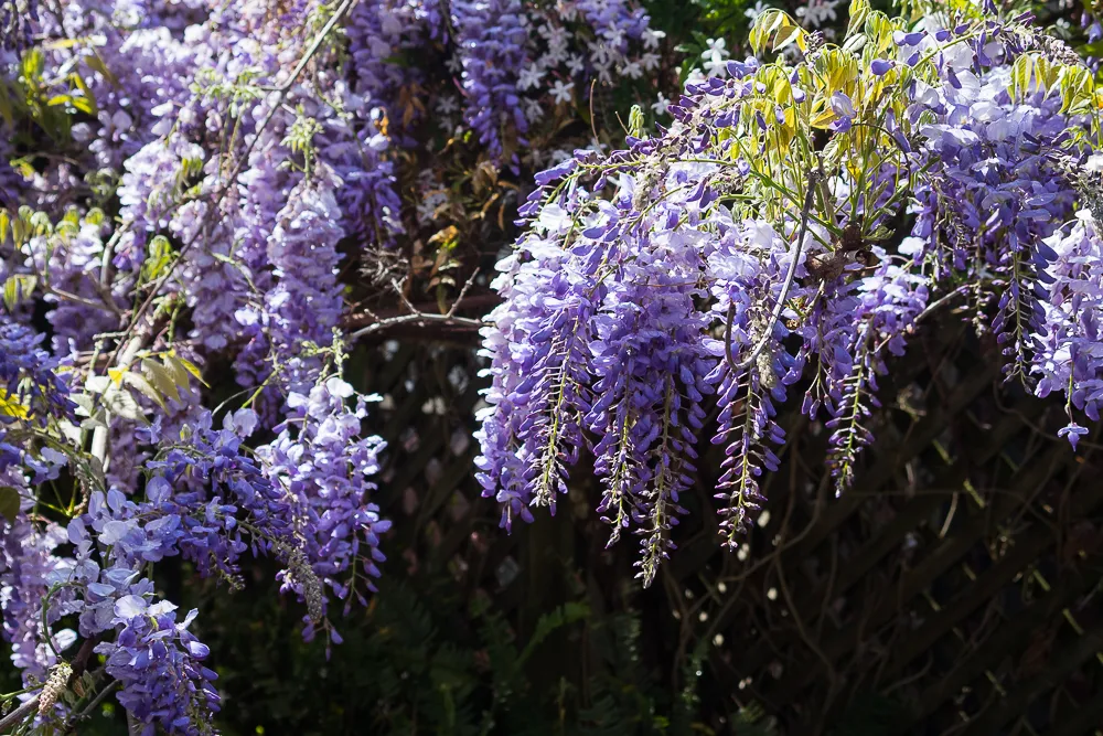 wisteria.1000-2018.jpg