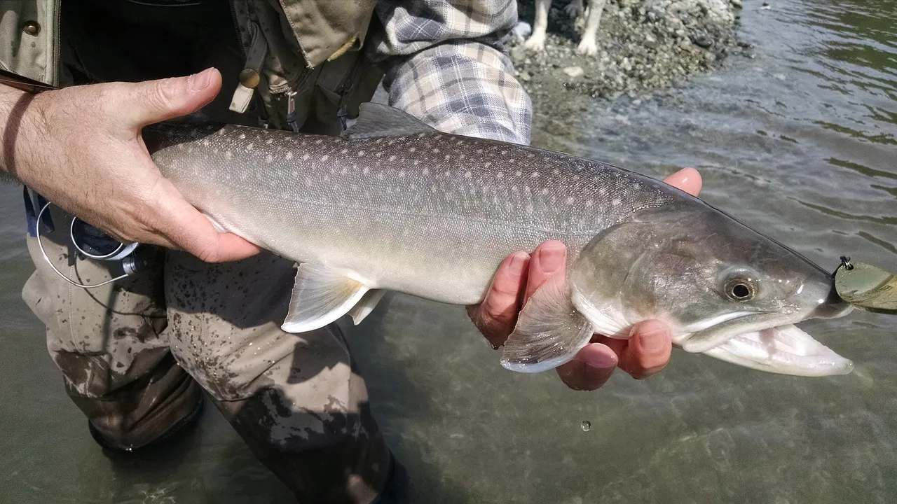 trout-1150981_1280.jpg