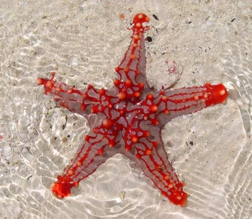 African-Sea-Star-2.jpg