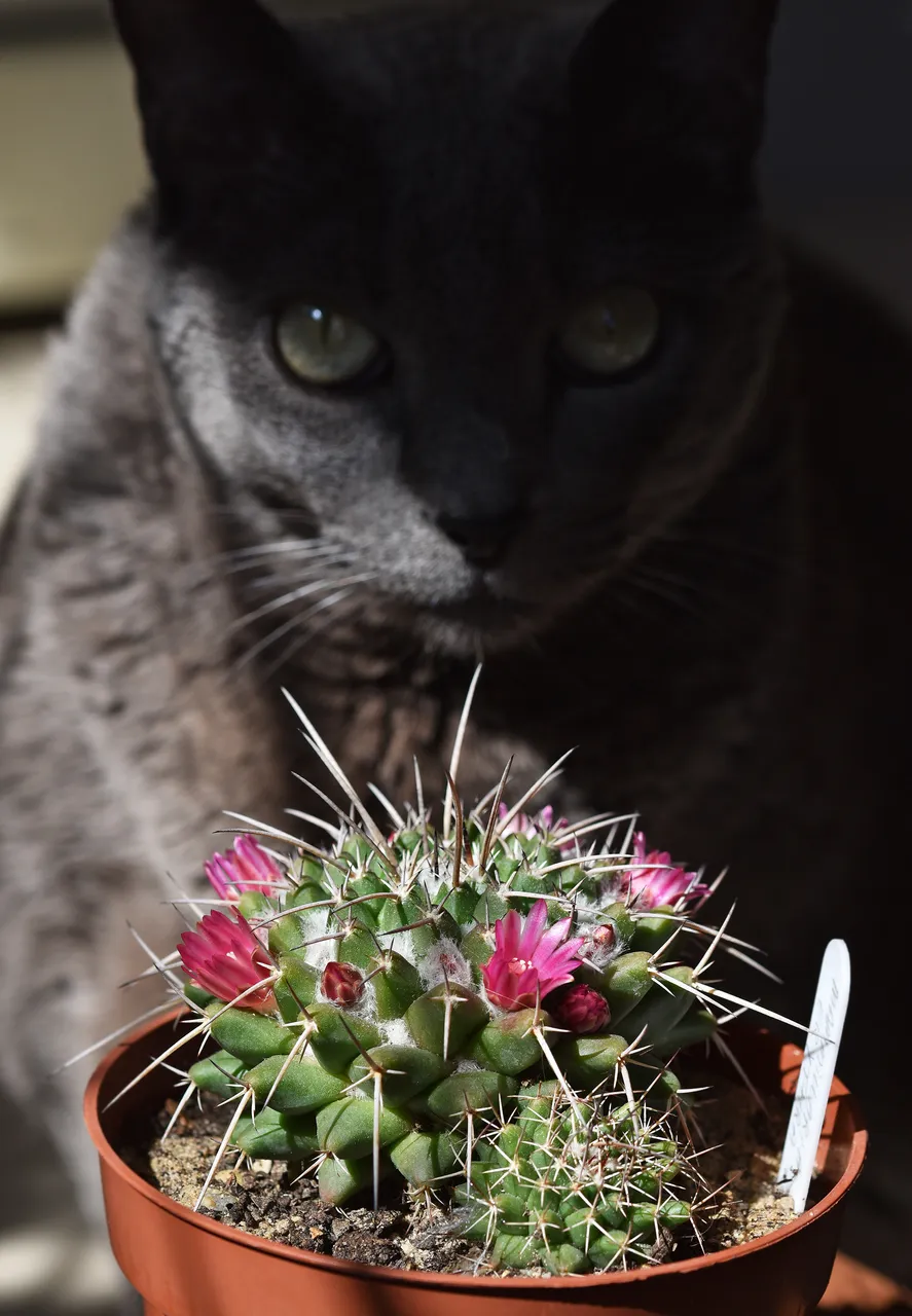 Suzi Mammillaria 1.jpg