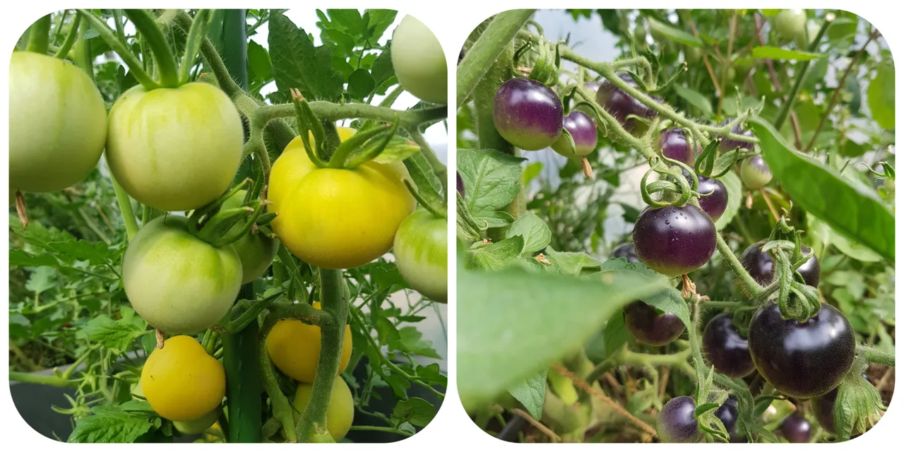 tomato varieties.jpg