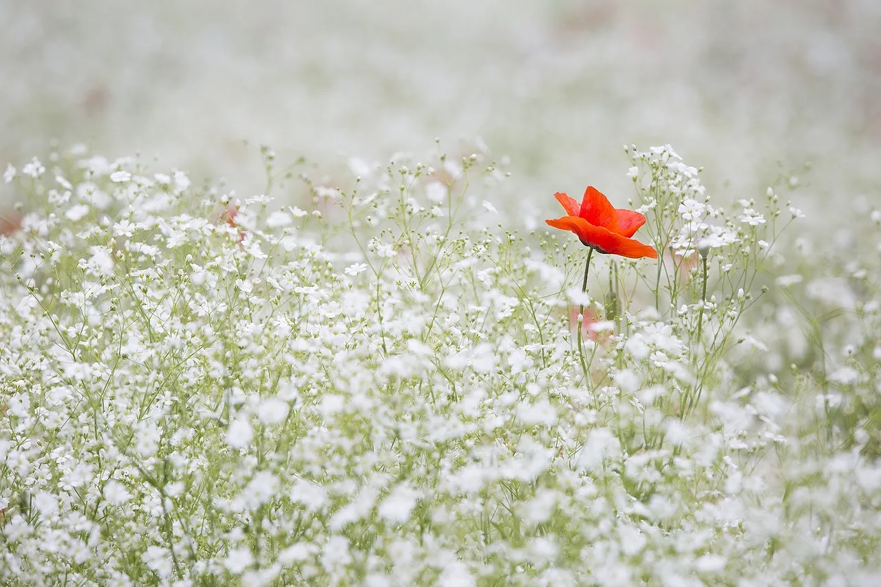 poppy-1128683_1280.jpg