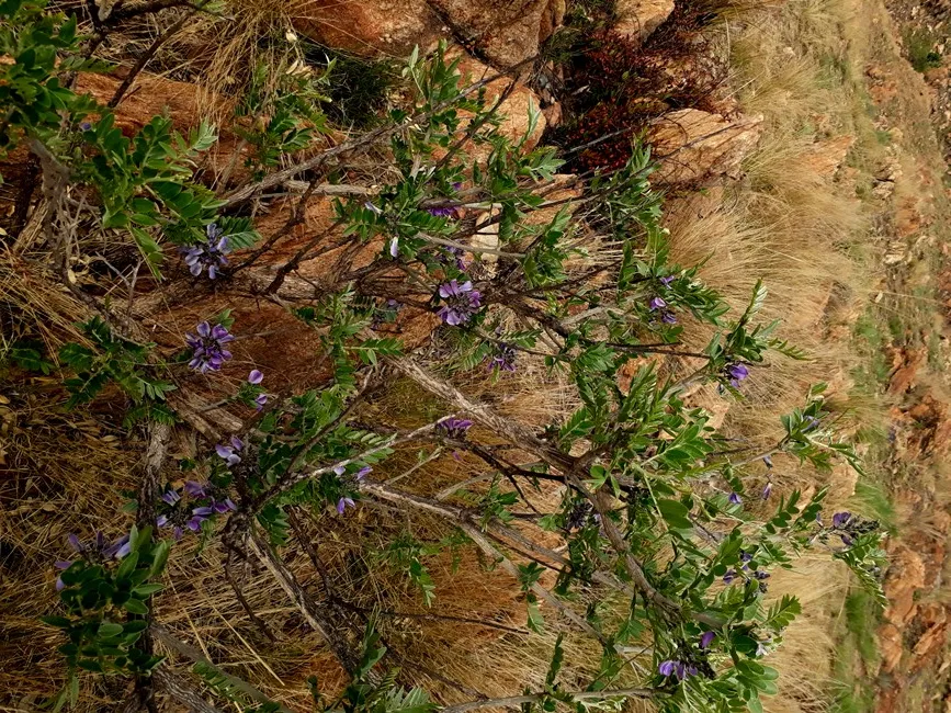 mundulea sericea.jpg