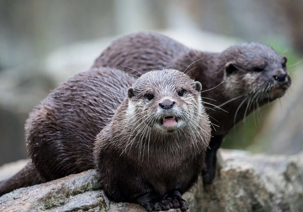 otter-3634157_1280.jpg