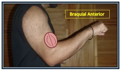 braquial anterior2.JPG
