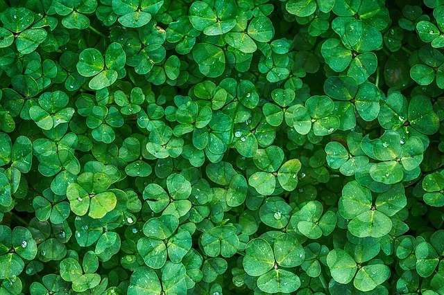 clover-1225988_640.jpg