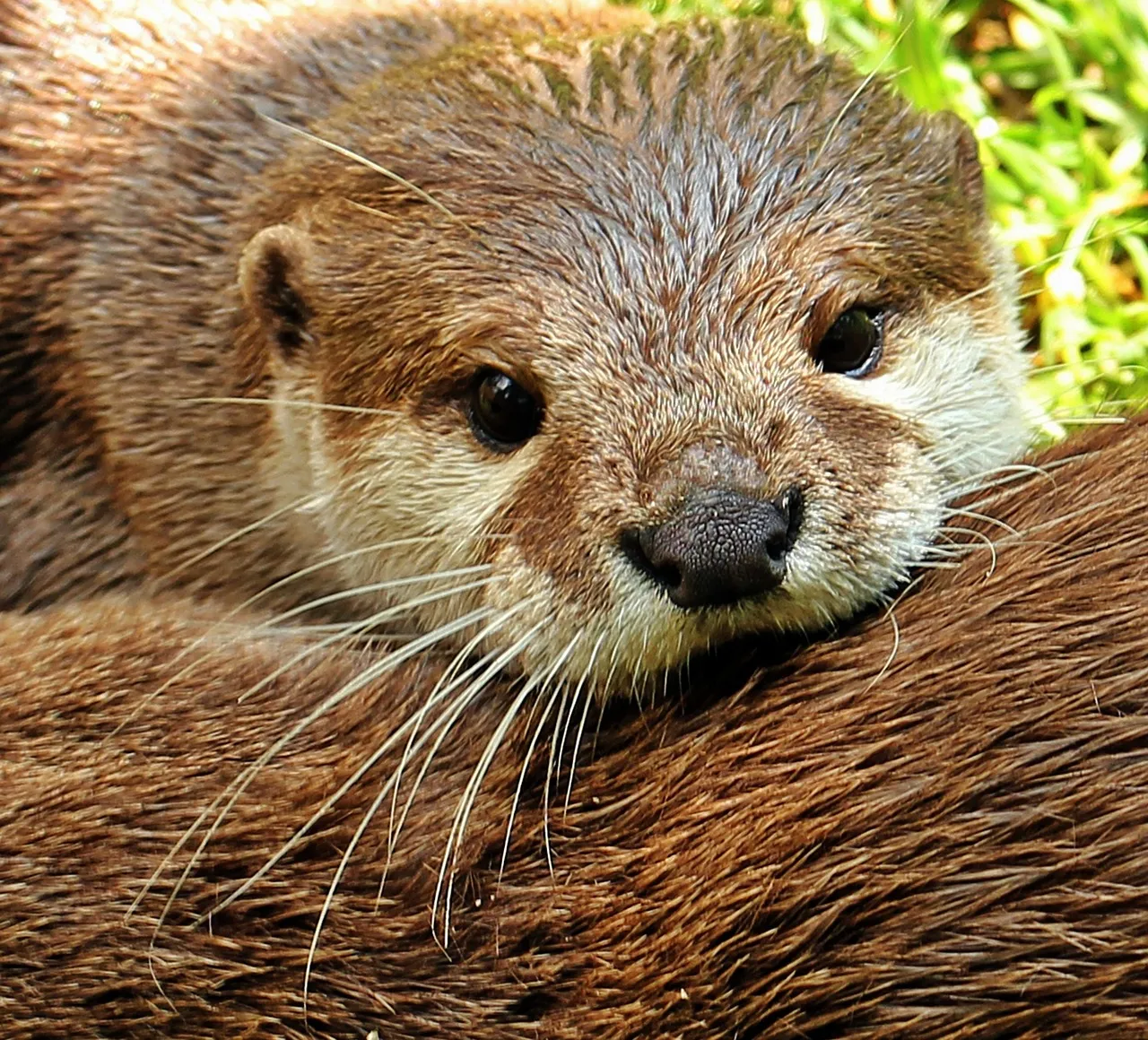 otter-1438378_1280.jpg