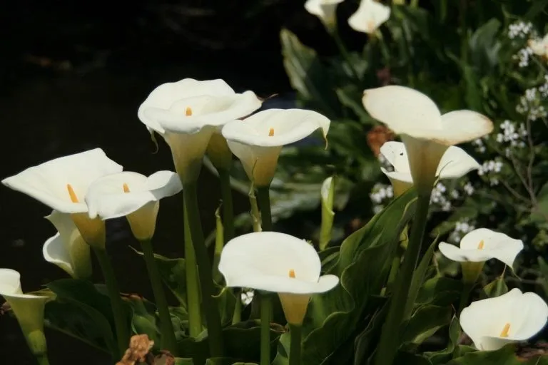 Calla-Lily-768x512.jpg