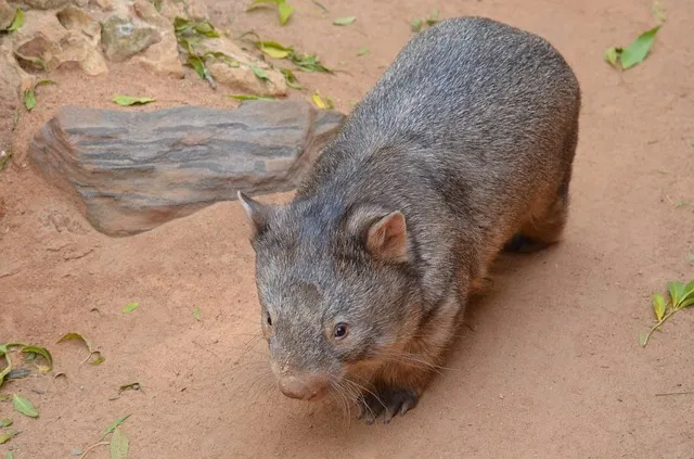 animal-2244718_640.jpg
