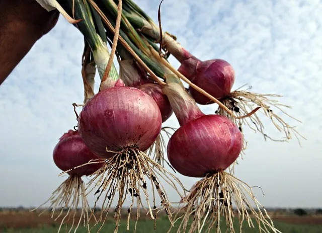 Panen-Bawang-Merah.jpg