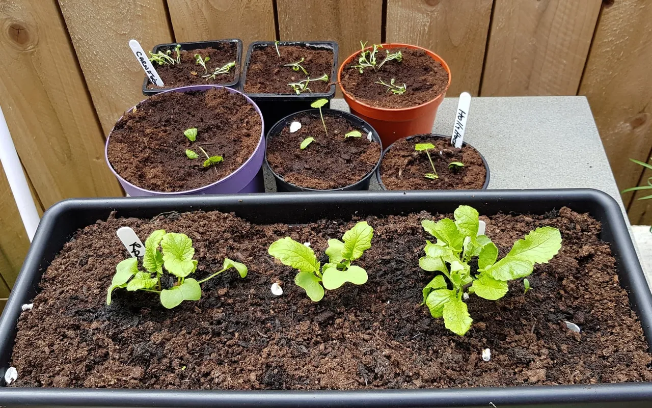 Spring 2019 13.jpg