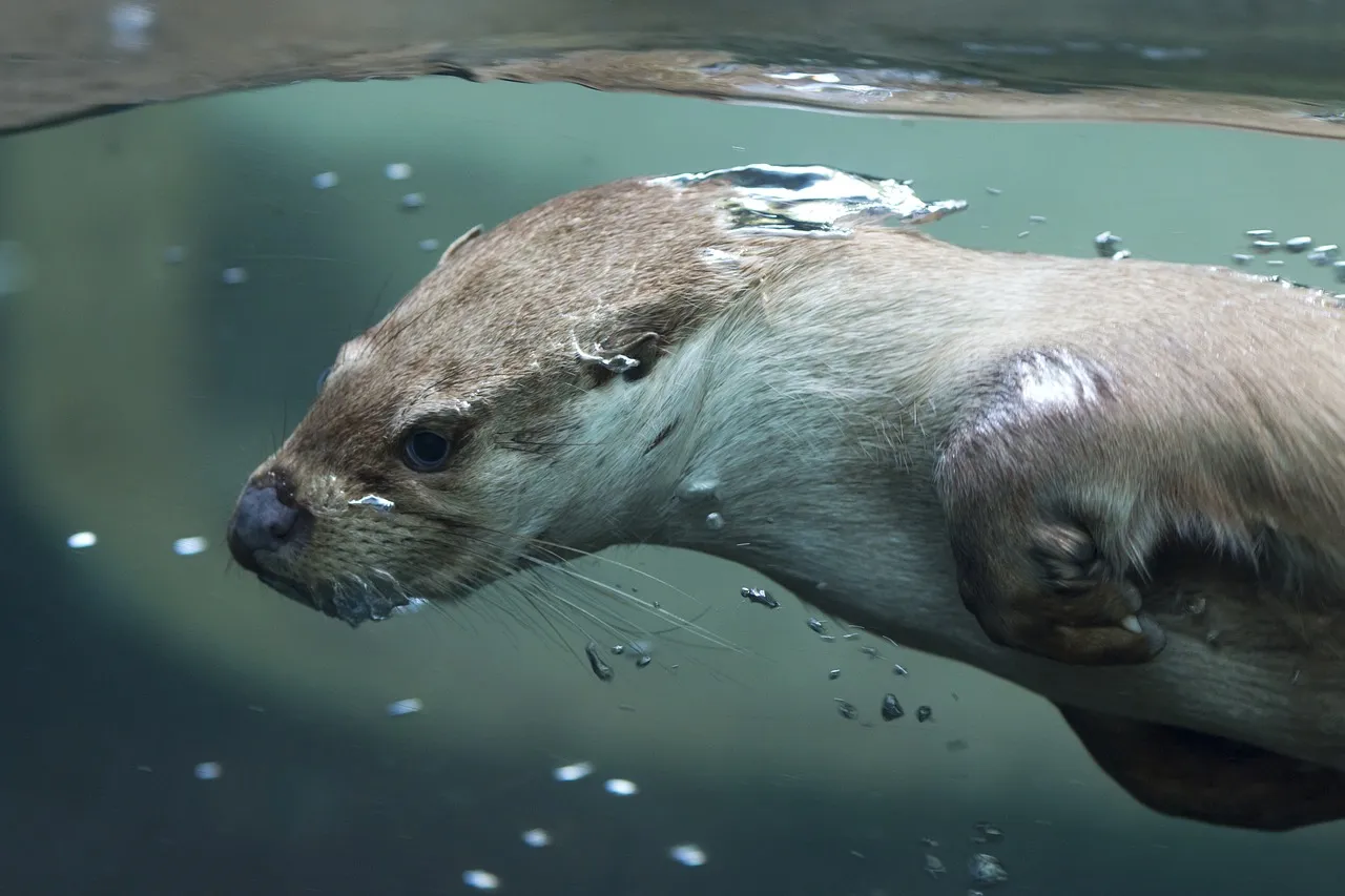 otter-2549856_1280.jpg