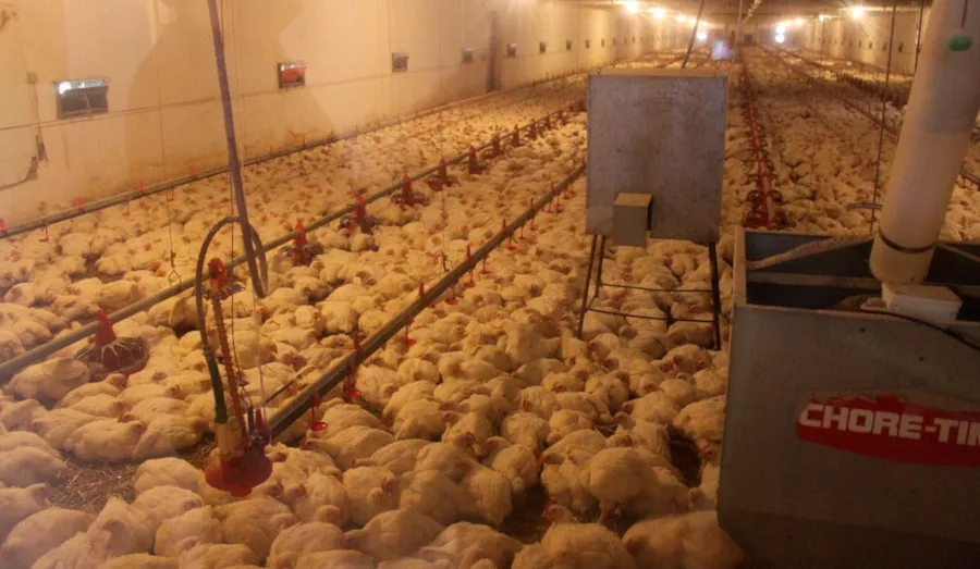 chicken_farm_small.jpg