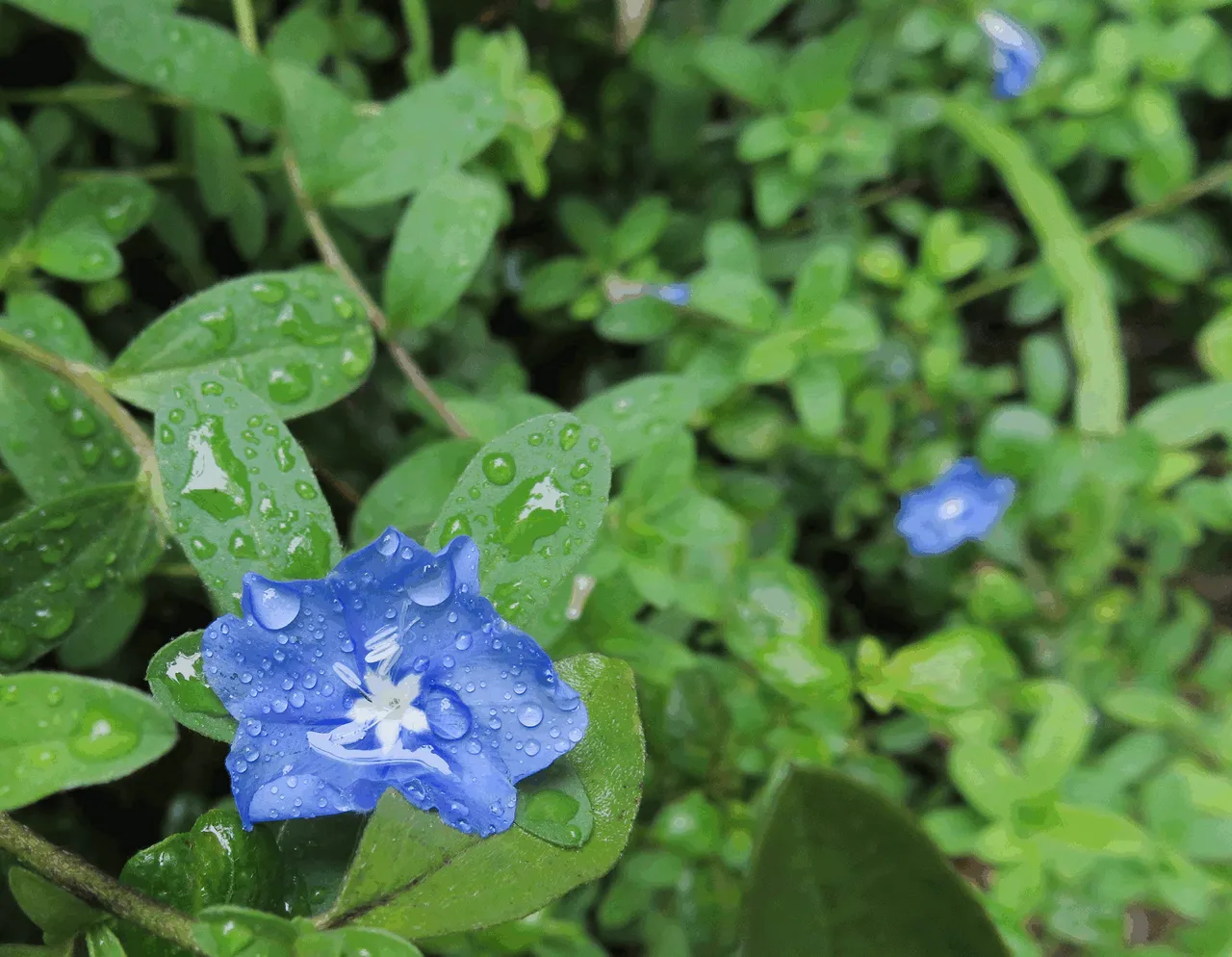 1712BB-BlueFlowers.png