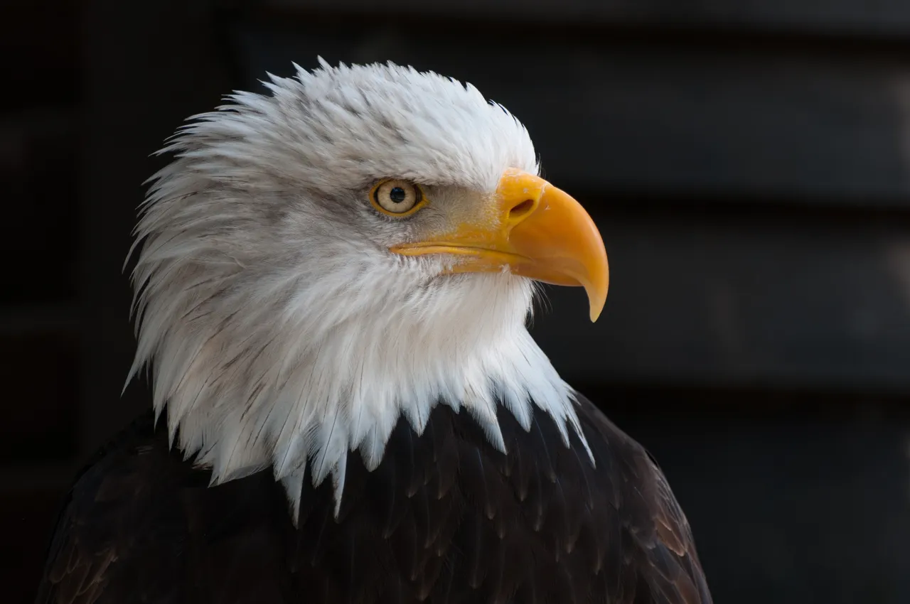bald-eagles-341898.jpg