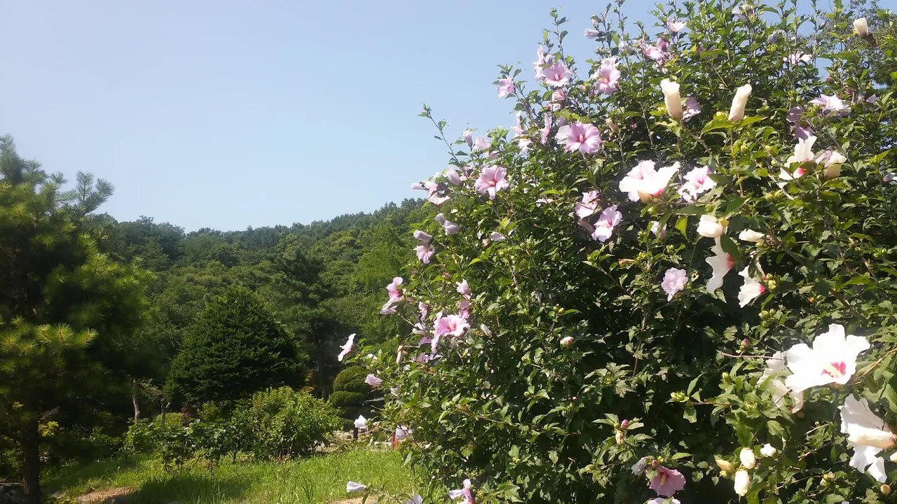 Rose of Sharon.jpg