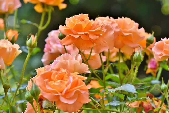 roses-3570507__480.jpg