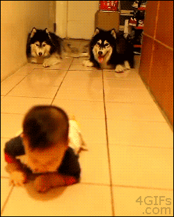 237683985_4051f22d.gif