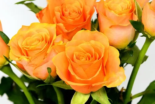 roses-3418279__340.jpg