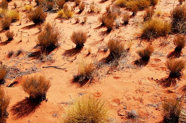 outback-594359_640.jpg