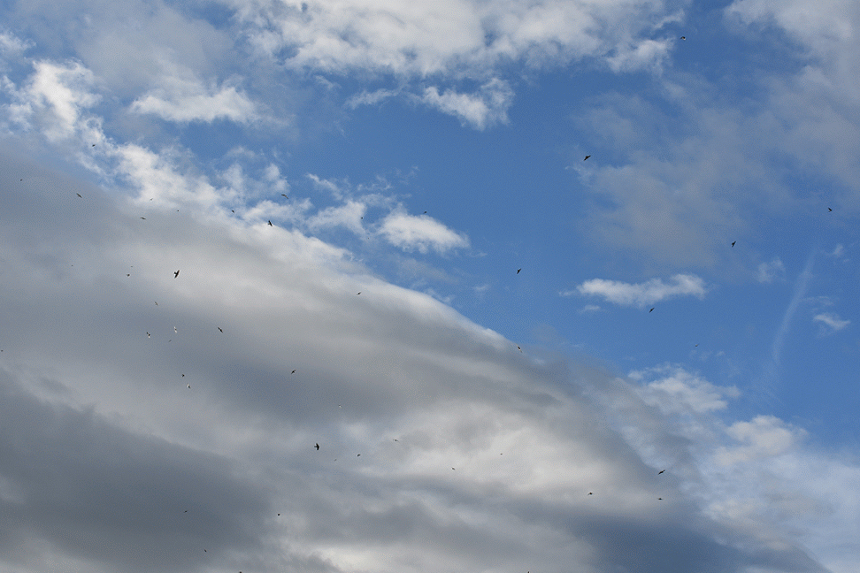 DSC_0277-ANIMATION.gif