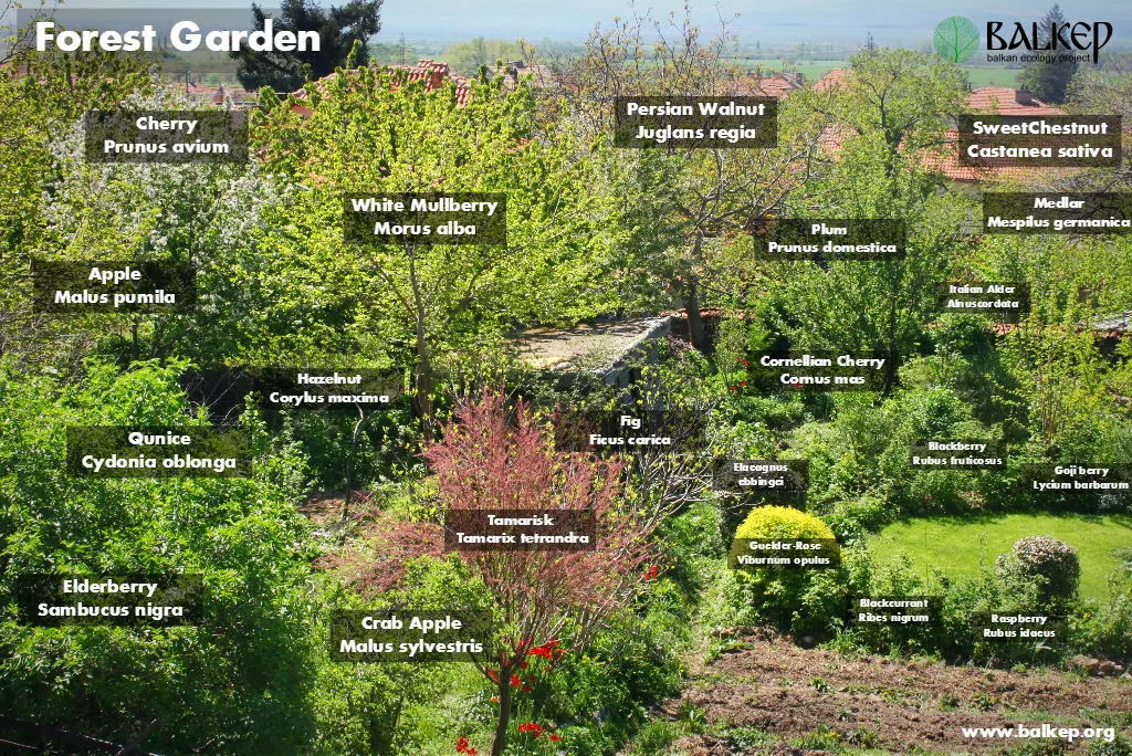 ForestGarden (2).png