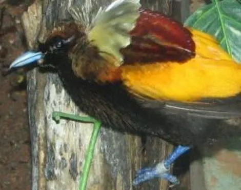 birds_of_paradise7.jpg