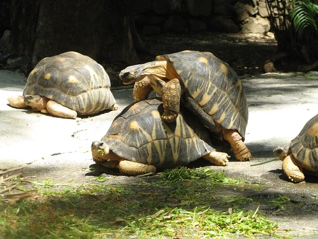 turtles-518810_640.jpg